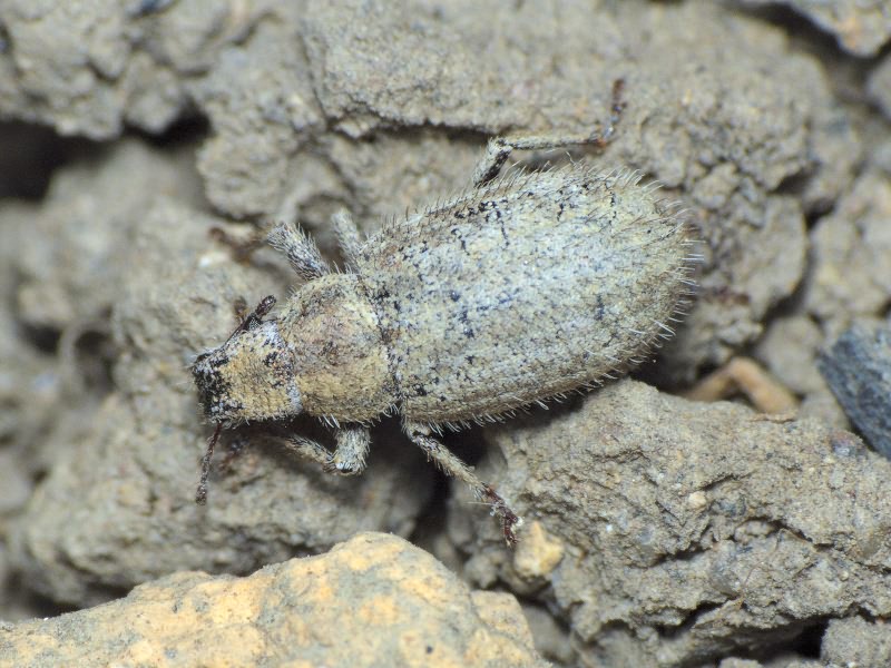 Strophomorphus porcellus (Schoenherr, 1832)